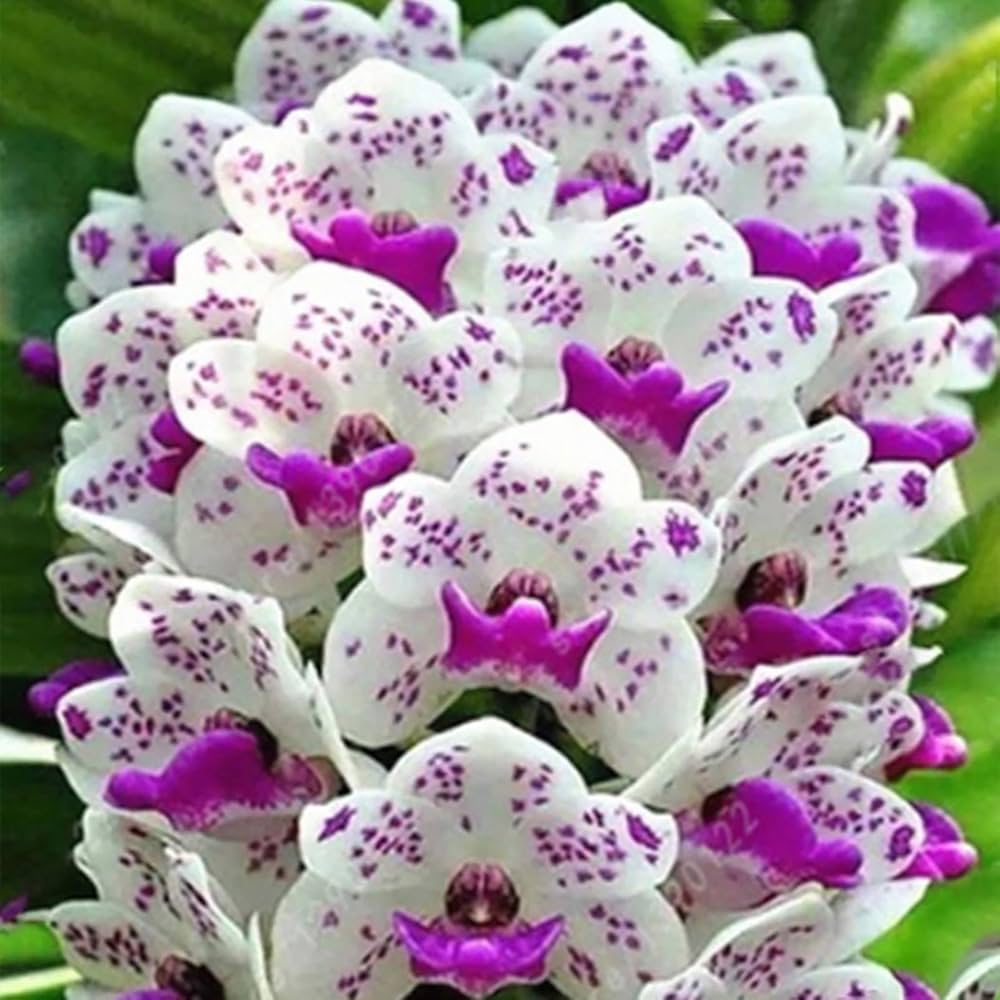 White Cymbidium Orchid Elegant Flower - for planting in home garden